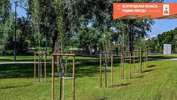 80 тысяч саженцев деревьев высадят в Белгороде к юбилею Великой Победы