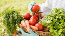 Аграрии собрали за год более 53 тысяч тонн плодово-ягодной продукции в Белгородской области 