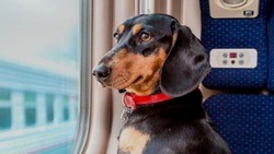Поезда перевезли более 300 домашних животных без сопровождения владельцев со станции Белгород
