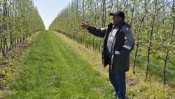 Сельхозкооператив «Яковлевские сады» высадил на 30 га 90 тысяч саженцев яблони