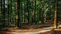 Белгородская область стала самым благополучным регионом в Черноземье по % вырубки лесов