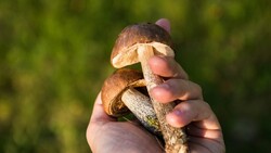 Последний из трёх отравившихся грибами житель Нового Оскола скончался в областной больнице