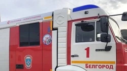 В центре Белгорода подожгли дерево