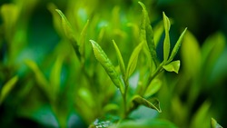 Китайские учёные выявили противораковый эффект зелёного чая