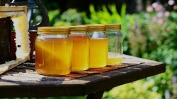 Белгородские пчеловоды собрали уже свыше 1 тыс. тонн мёда