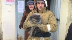 Пожарные спасли очередного кота в Яковлевском городском округе