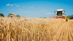 Вячеслав Гладков: «Рекордная урожайность достигнута даже в сравнении с высочайшими результатами»