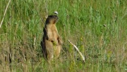 Весенний учёт животных стартовал в Белгородской области