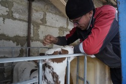 Как Михаил Чепурных из Дмитриевки развивает молочную мини-ферму