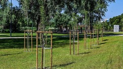 Около 1 тысячи деревьев высадят в Белгороде в этом году