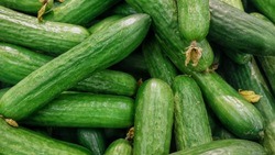 Житель Яковлевского округа будет выращивать овощи и ягоды благодаря гранту «Агростартап»