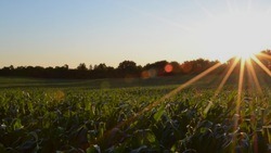 Уборка кукурузы на силос стартовала в Белгородской области