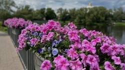 Городские озеленители подготовили 500 кашпо для мобильного цветочного оформления Белгорода