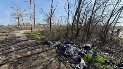 Белгородцы собрали почти 13 тонн мусора в рамках акции #Экочеллендж31