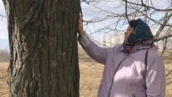 «Её спокойствием дыша…». Уникальная липовая аллея сохранилась в селе Казацком 