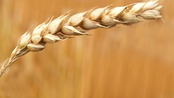 Минсельхоз предсказал рекордный урожай зерновых в РФ в 2022 году