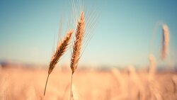 Российские власти приостановили вывоз зерна за рубеж