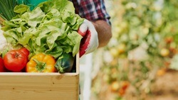 Аграрии засеют овощами около 4 тысяч га в этом сезоне в Белгородской области