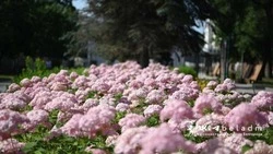 Мэр Белгорода рассказал о масштабном озеленении парка имени Ленина 