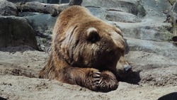 Белгородский зоопарк примет у себя медведицу из Саратова