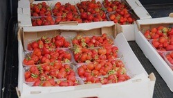 Яковлевские фермеры угостили шебекинцев в ПВР сезонными ягодами