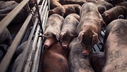 Белгородские производители планируют производить более 1 млн тонн свинины в 2024 году 