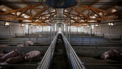 Производство свинины, индейки и молока увеличилось в Белгородской области за десять месяцев 2023 год