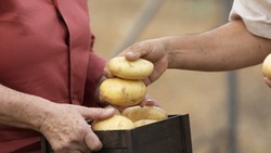 Аграрии приступили к посадке картофеля в Белгородской области